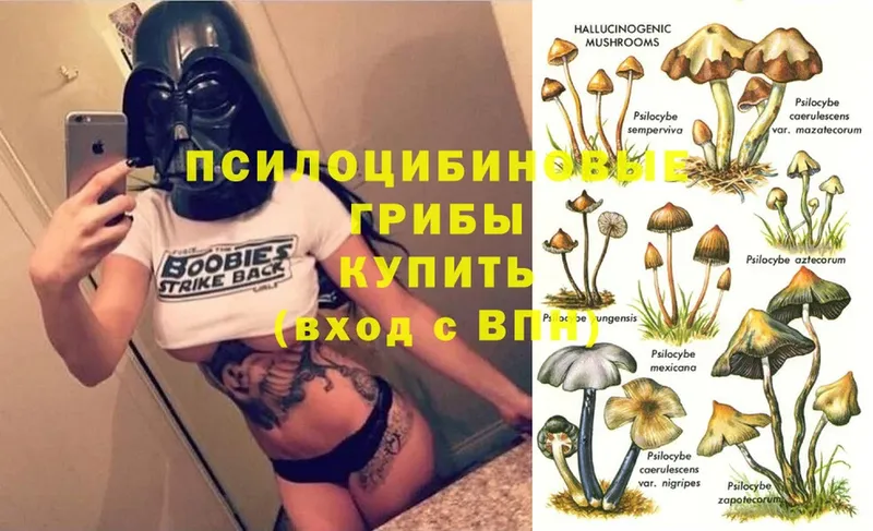 Псилоцибиновые грибы Magic Shrooms  где найти   Зеленоградск 